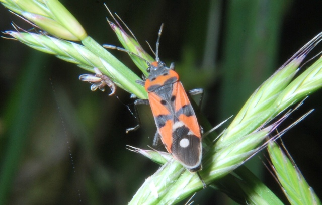 Lygaeus equestris